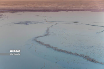 Flamingos in wetlands of Lake Urmia