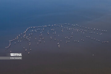 Flamingos in wetlands of Lake Urmia