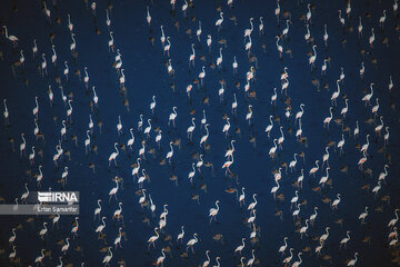 Les flamants survolant lac Maharlou (Province de Fars)