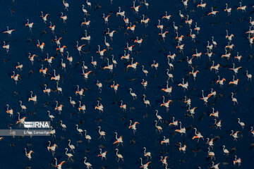 Les flamants survolant lac Maharlou (Province de Fars)