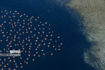 Les flamants survolant lac Maharlou (Province de Fars)