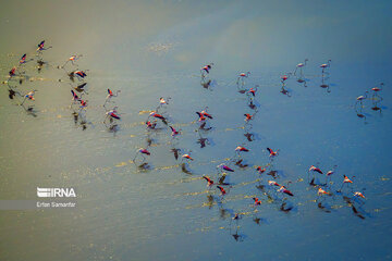 Les flamants survolant lac Maharlou (Province de Fars)