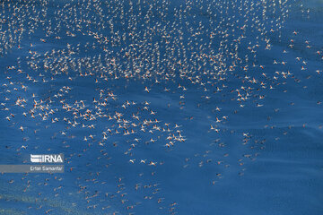 Les flamants survolant lac Maharlou (Province de Fars)