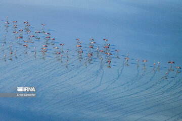 Les flamants survolant lac Maharlou (Province de Fars)