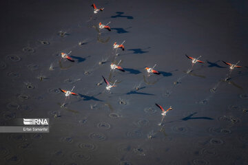 Les flamants survolant lac Maharlou (Province de Fars)