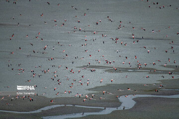 Les flamants survolant lac Maharlou (Province de Fars)