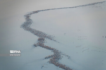 Les flamants survolant lac Maharlou (Province de Fars)