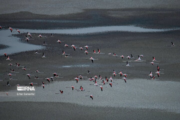 Les flamants survolant lac Maharlou (Province de Fars)