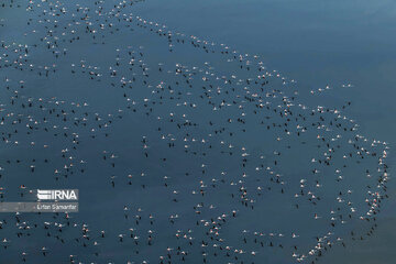 Les flamants survolant lac Maharlou (Province de Fars)