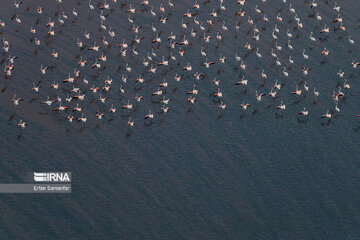 Les flamants survolant lac Maharlou (Province de Fars)