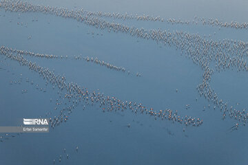 Les flamants survolant lac Maharlou (Province de Fars)