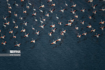 Les flamants survolant lac Maharlou (Province de Fars)