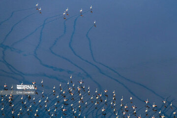 Les flamants survolant lac Maharlou (Province de Fars)