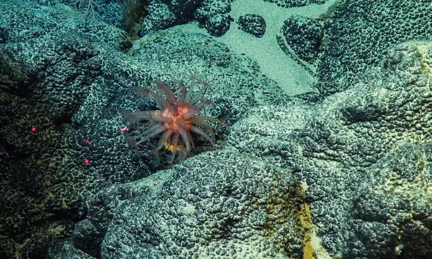 آثار ناشناخته حفاریها در بستر دریا بر آبزیان 3 آثار ناشناخته حفاریها در بستر دریا بر آبزیان