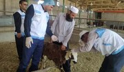 طرح واکسیناسیون جمعیت دامی در زنجان آغاز شد