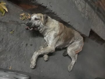 سگ‌کشی در چالوس تا اظهار بی‌اطلاعی مسوولان از این حادثه