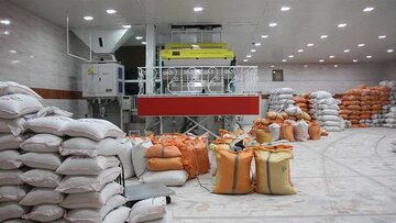 دستور وزیر جهاد کشاورزی برای خرید برنج مازاد شالیکاران شمال
