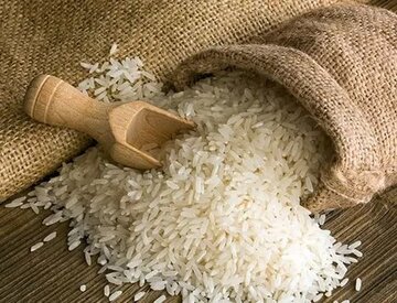 فروشگاه‌های زنجیره‌ای، برنج مازاد کشاورزان گیلان را توافقی خریداری می‌کنند