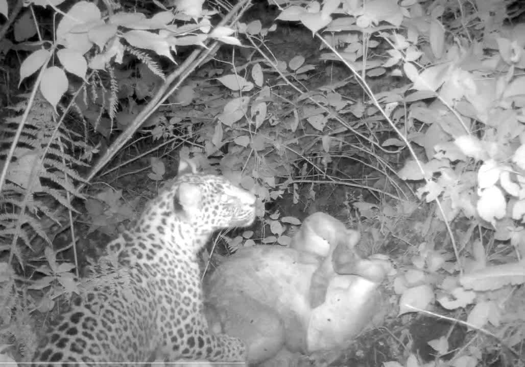 Leopard filmed while hunting in Iran's Rudbar