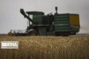 Iran's domestic wheat purchases at 7.297 mln mt: GTC