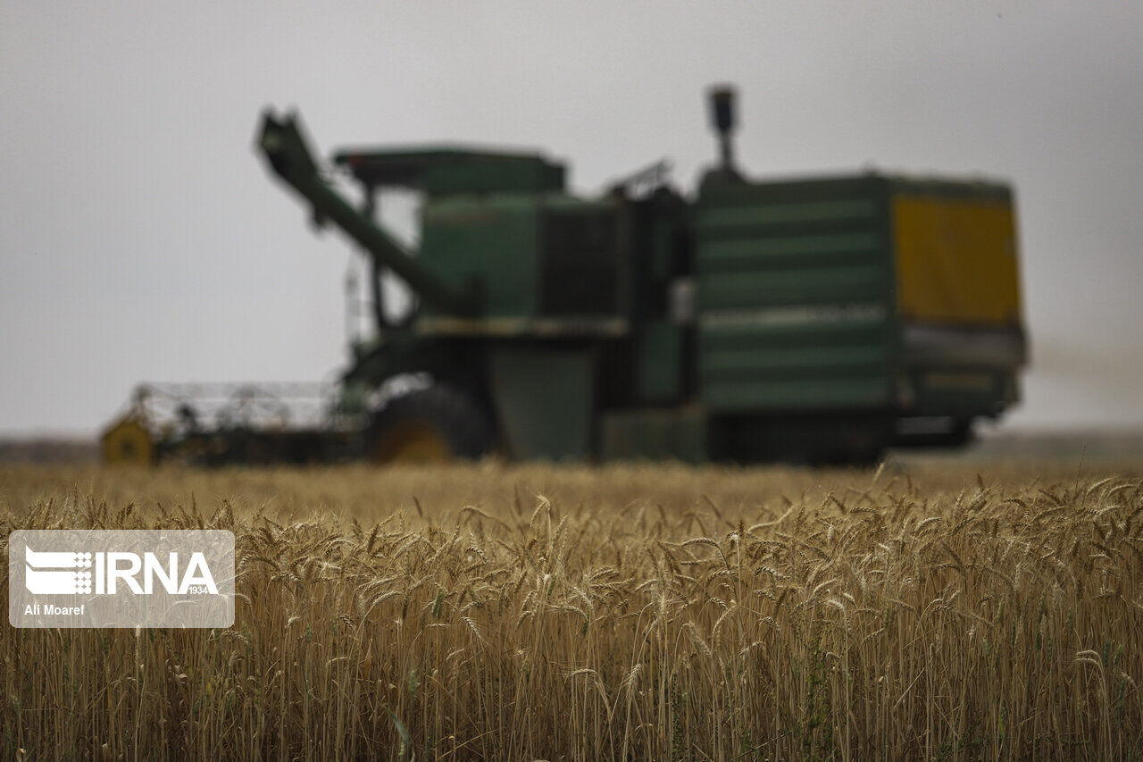 Iran's domestic wheat purchases at 7.297 mln mt: GTC