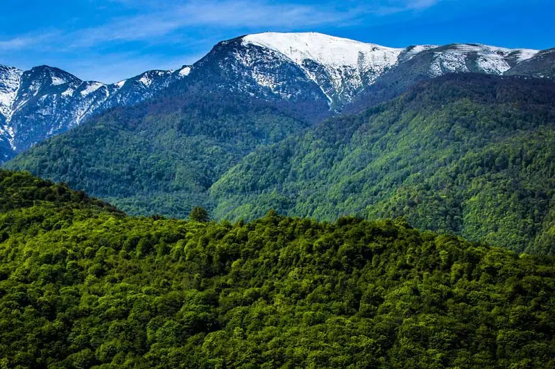 جنگل هیرکانی؛ قدیمی‌ترین جنگل‌های دنیا در ایران