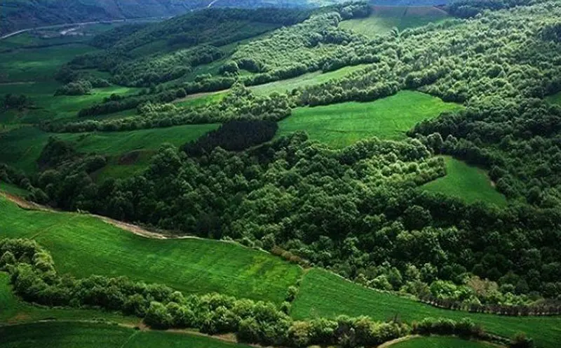 جنگل هیرکانی؛ قدیمی‌ترین جنگل‌های دنیا در ایران