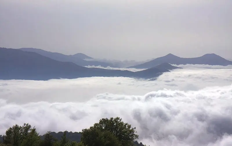 جنگل هیرکانی؛ قدیمی‌ترین جنگل‌های دنیا در ایران