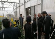 استاندار تهران از ۲ واحد گلخانه ای و صنعتی اسلامشهر بازدید کرد