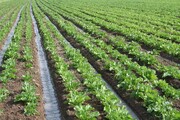 کشت گوجه فرنگی در پنج هزار و ۸۰۰ هکتار از مزارع قزوین