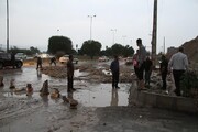 بارندگی در جنوب و شرق فارس باعث سقوط چند پایه برق و تعدادی درخت شد