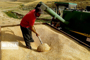 تعاون روستایی خراسان‌شمالی بیش از ۲۳ هزار تُن گندم را خرید تضمینی کرد