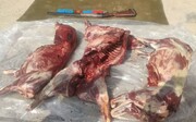 چهار شکارچی غیرمجاز گراز در گنبدکاووس دستگیر شدند
