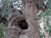 درخت کهنسال "داغداغان" تفت یزد ثبت ملی شد