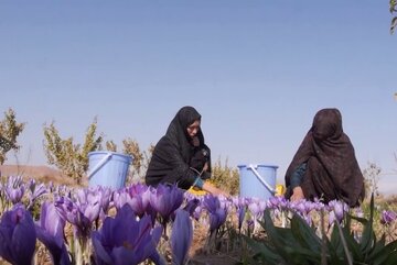 صادرات زعفران افغانستان کاهش یافت