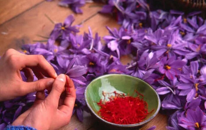 توسعه تولید خراسان رضوی در شعاع پرتوهای معجزهآسا 4 توسعه تولید خراسان رضوی در شعاع پرتوهای معجزهآسا