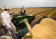 بیش از ۲۹۰ هزار هکتار گندم دیم در زنجان کشت شده است