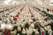 ۲۲ هزار تن گوشت مرغ در بوشهر تولید شد