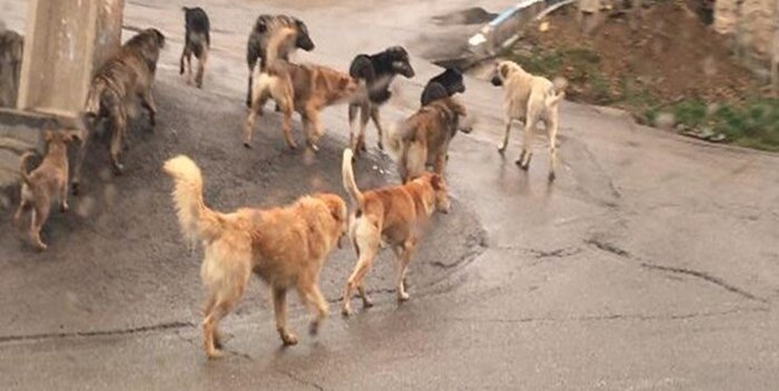 جولان سگ ها در تبریز پیش چشم مسوولان/ثبت سه هزار حیوان گزیدگی در ۱۵ ماه