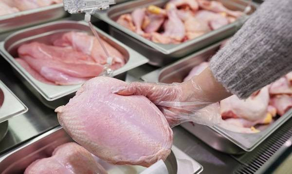 مشخصات مرغ سالم و قابل اطمینان برای خرید