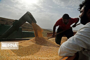 خرید تضمینی گندم در مهاباد ۳۳ درصد افزایش یافت