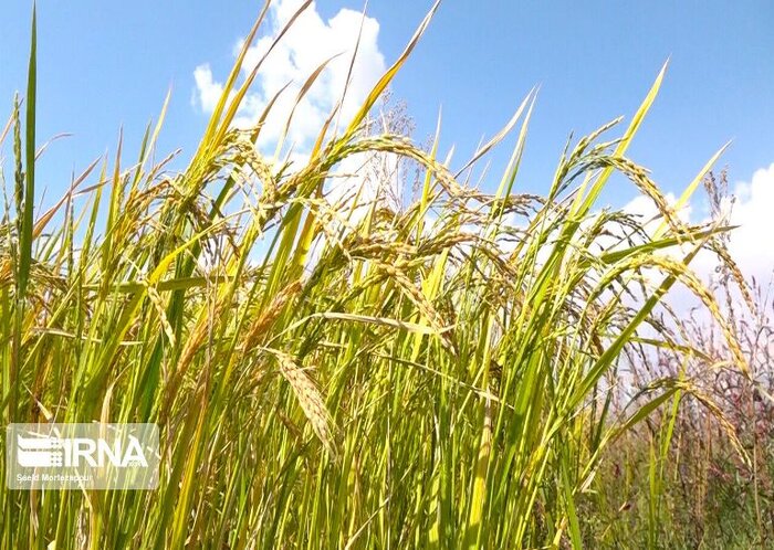 حلاوت به ثمر رسیدن خوشه‌های برنج گیلان با مدیریت صحیح آب کشاورزی