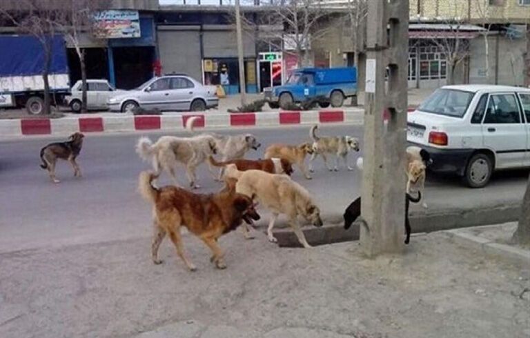 جولان سگ ها در تبریز و ثبت سه هزار حیوان گزیدگی در ۱۵ ماه