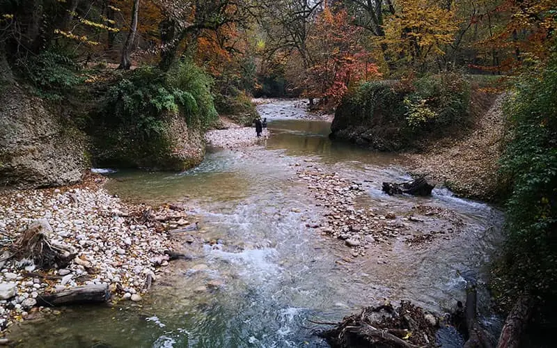 زیباترین جنگل های ایران را بشناسید