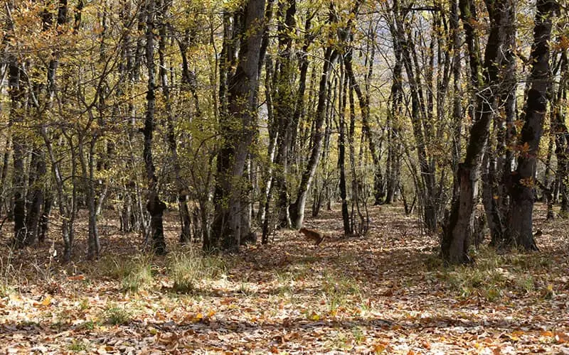 زیباترین جنگل های ایران را بشناسید