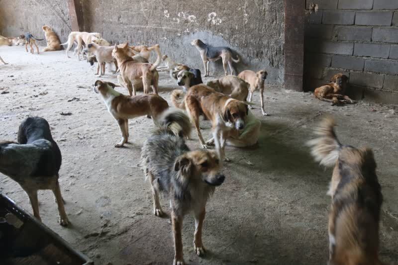 بیش از سه هزار قلاده سگ ولگرد در سنندج زنده‌گیری شد