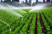 خرید ۳۱۶ هزار و ۳۴۷ تن محصولات کشاورزی توسط تعاون روستایی آذربایجان شرقی