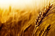 قد کشیدن دانه های گندم در قطب کشاورزی خراسان رضوی
