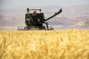 بیش از هشت هزار میلیارد ریال از مطالبات گندمکاران کردستانی پرداخت می شود