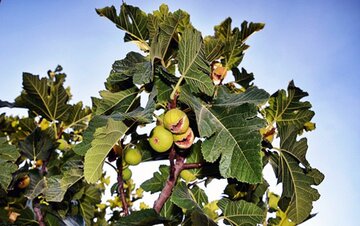 انجیر گزینه‌ مناسب برای طرح اصلاح الگوی کشت در سمنان + فیلم